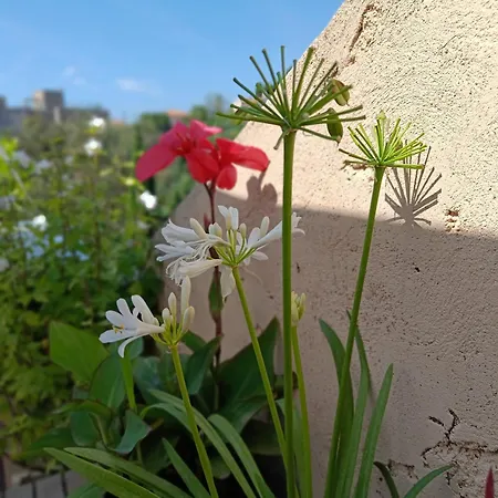 Charming In Apartament